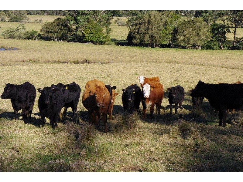 123,146,148 Princes Highway, Conjola NSW 2539