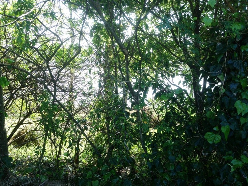 6 Casuarina Close, Burrill Lake NSW 2539