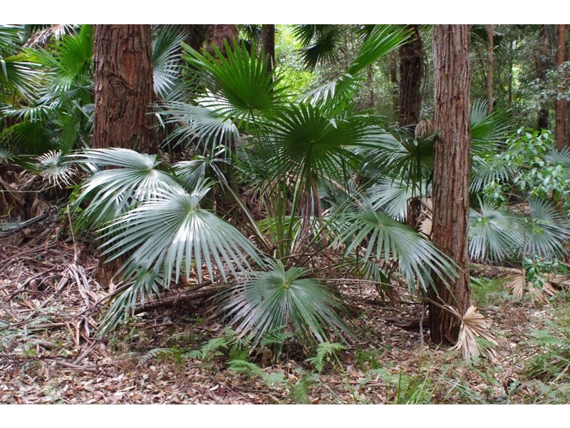 Lot 842 Woodburn Rd, Woodburn NSW 2538