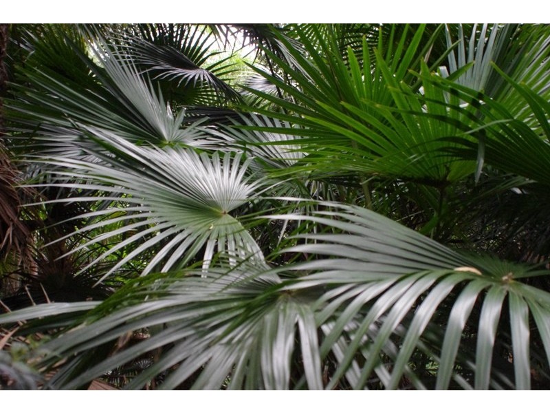 Lot 842 Woodburn Rd, Woodburn NSW 2538