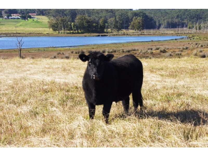 318 Wilfords Lane, Milton NSW 2538
