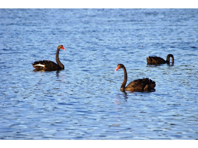 318 Wilfords Lane, Milton NSW 2538