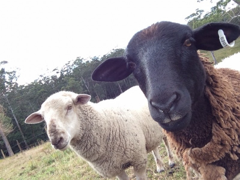 F2466 Princes Highway, Cockwhy NSW 2539