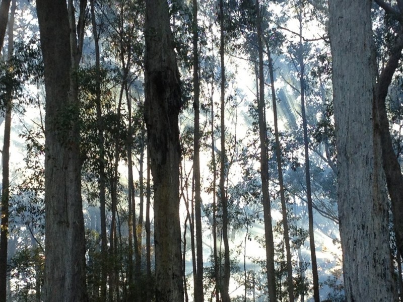 F2466 Princes Highway, Cockwhy NSW 2539