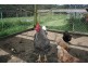 F2466 Princes Highway, Termeil NSW 2539