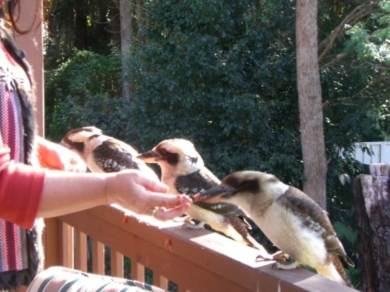 64 Ross Avenue, Narrawallee NSW 2539