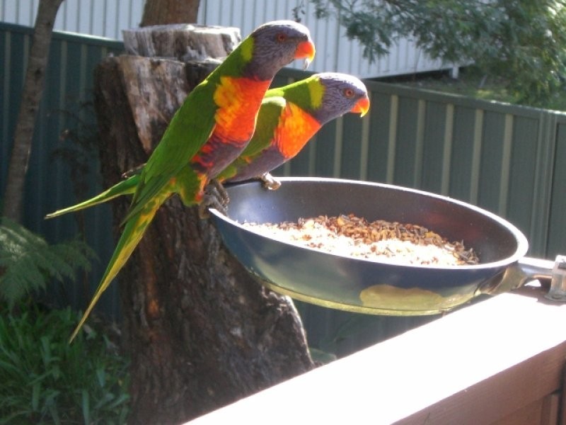 64 Ross Avenue, Narrawallee NSW 2539