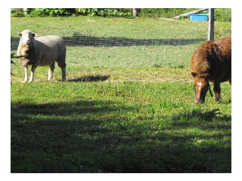 23 Cowper St, Stroud NSW 2425