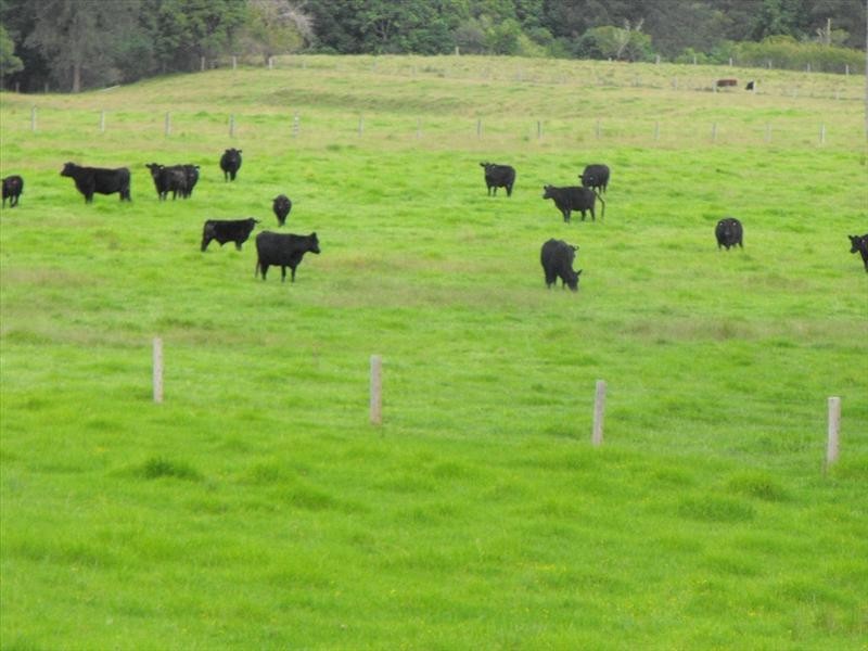 733 Washpool Rd, Stroud NSW 2425