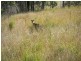 Lot 1 Washpool Rd, Stroud NSW 2425