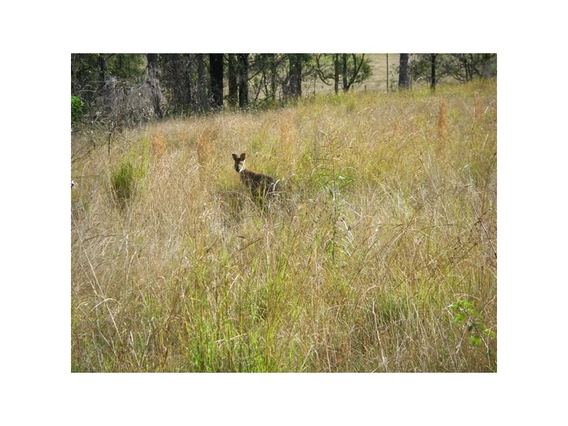 Lot 1 Washpool Rd, Stroud NSW 2425