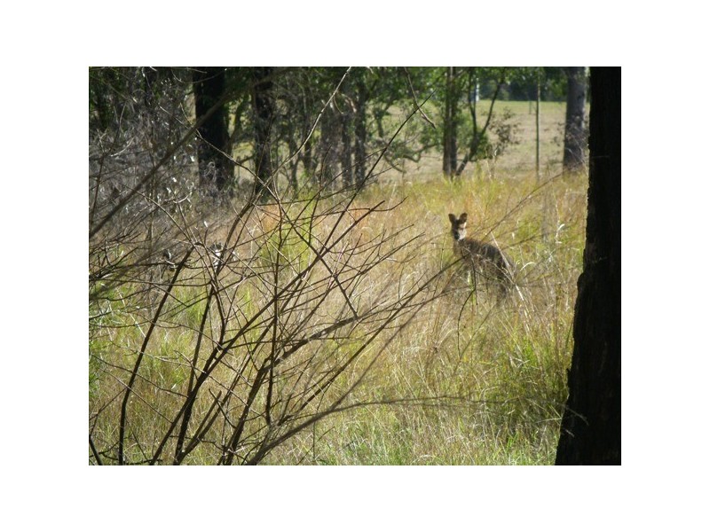 Lot 1 Washpool Rd, Stroud NSW 2425