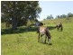 Stroud NSW 2425
