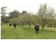 1318 Booral Rd, Girvan NSW 2425