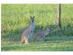 102 Johnsons Creek Rd, Stroud Road NSW 2415