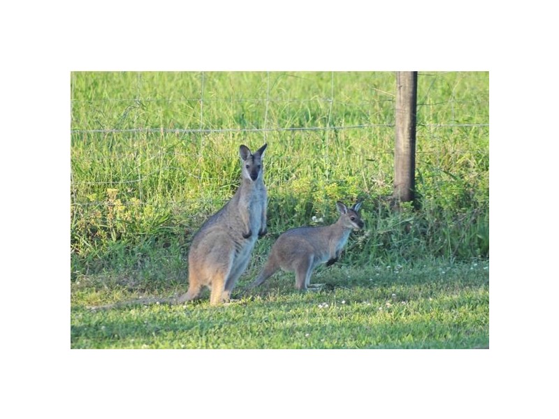 102 Johnsons Creek Rd, Stroud Road NSW 2415