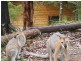 Dungog NSW 2420