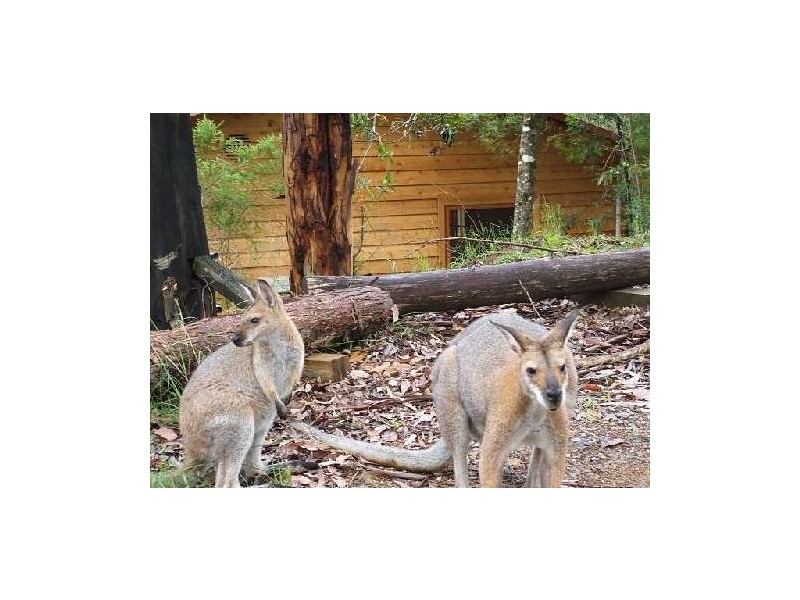 Dungog NSW 2420