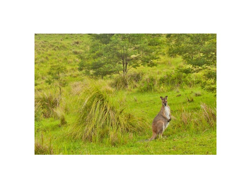 29 Washpool Rd, Booral NSW 2425