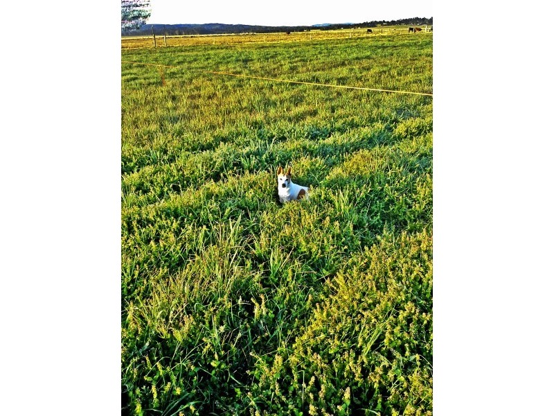 125 McClymonts Swamp Rd, Wallalong NSW 2320