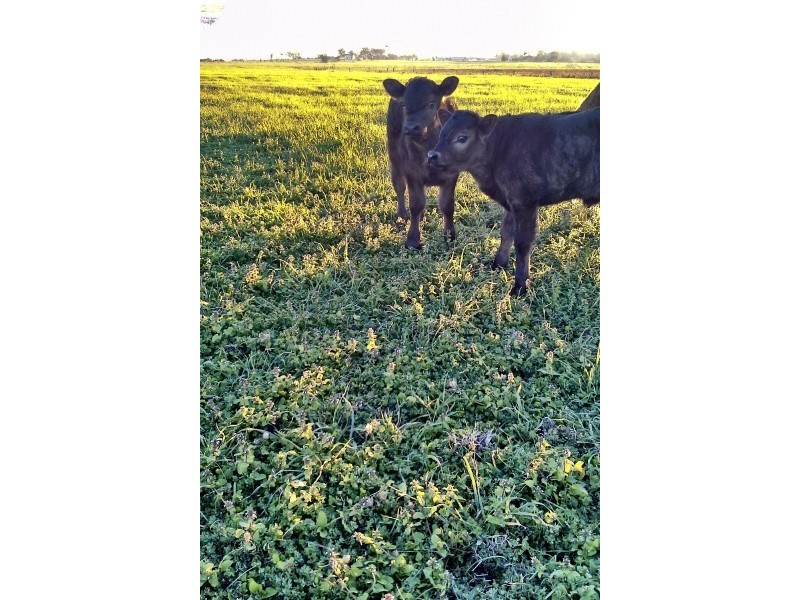 125 McClymonts Swamp Rd, Wallalong NSW 2320