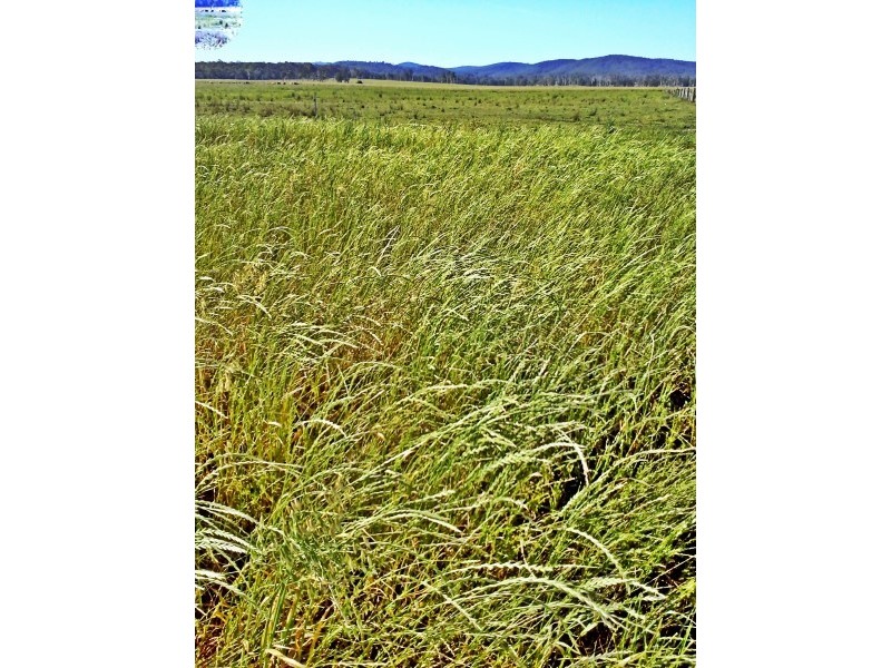 125. McClymonts Swamp Rd, Wallalong NSW 2320