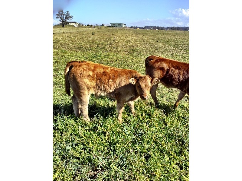 125. McClymonts Swamp Rd, Wallalong NSW 2320