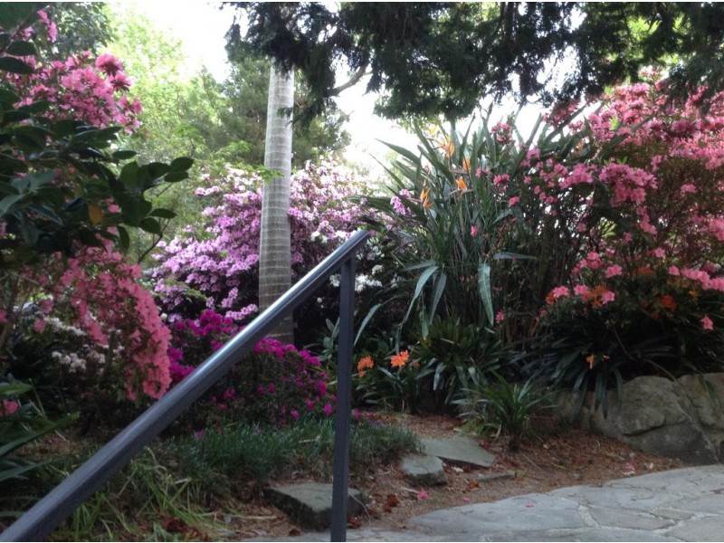 49 Archbold Road, Roseville NSW 2069