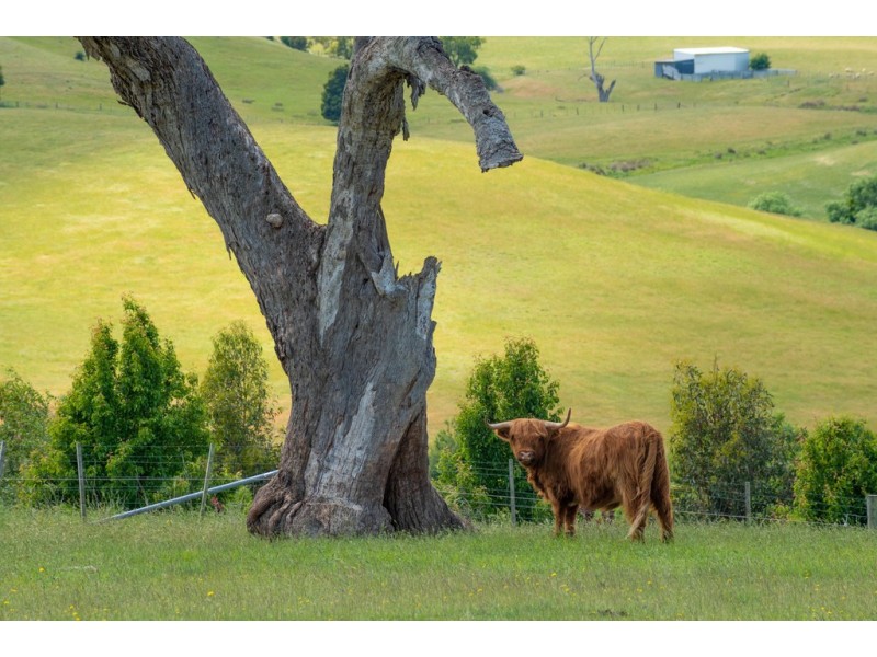 121 Caledonia Drive, Relbia TAS 7258