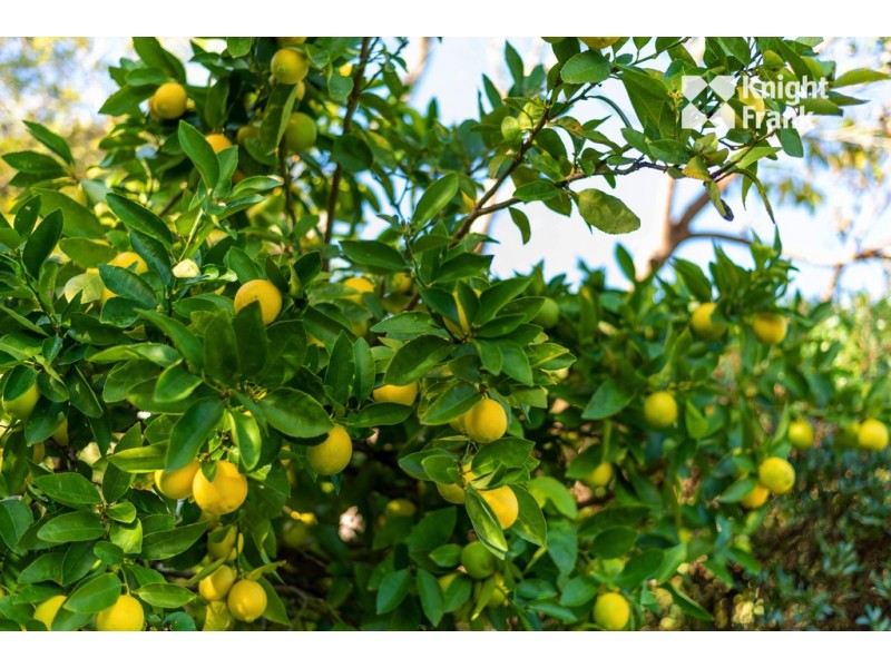 7 Leslie Street, South Launceston TAS 7249