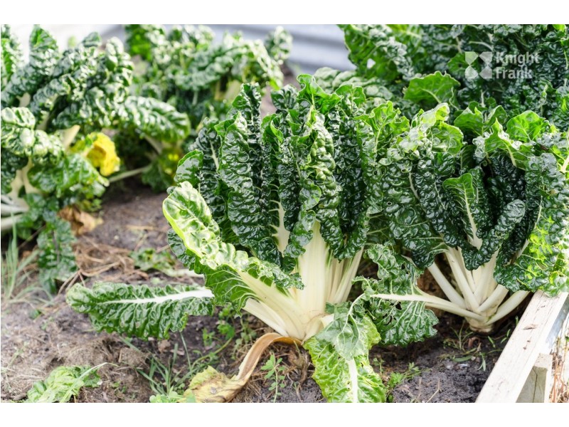 32 Elizabeth Street, Bridport TAS 7262