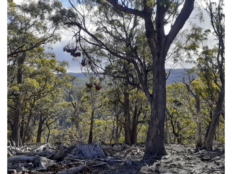 700-900 Binghams Road, Nunamara TAS 7259