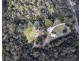 138 Argonaught Road, St Helens TAS 7216