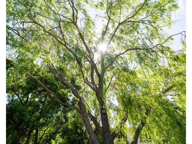 8 Edwards Place, Branxholm TAS 7261