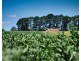 705 Maitland Lane, Cressy TAS 7302