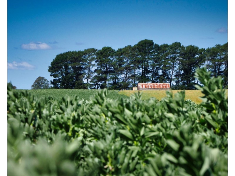 705 Maitland Lane, Cressy TAS 7302
