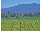 705 Maitland Lane, Cressy TAS 7302