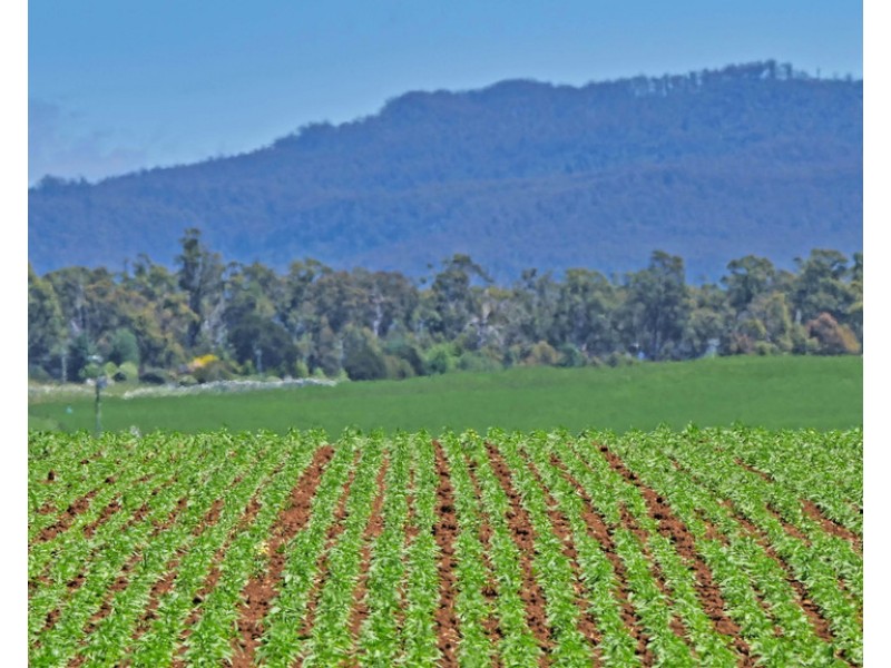 705 Maitland Lane, Cressy TAS 7302