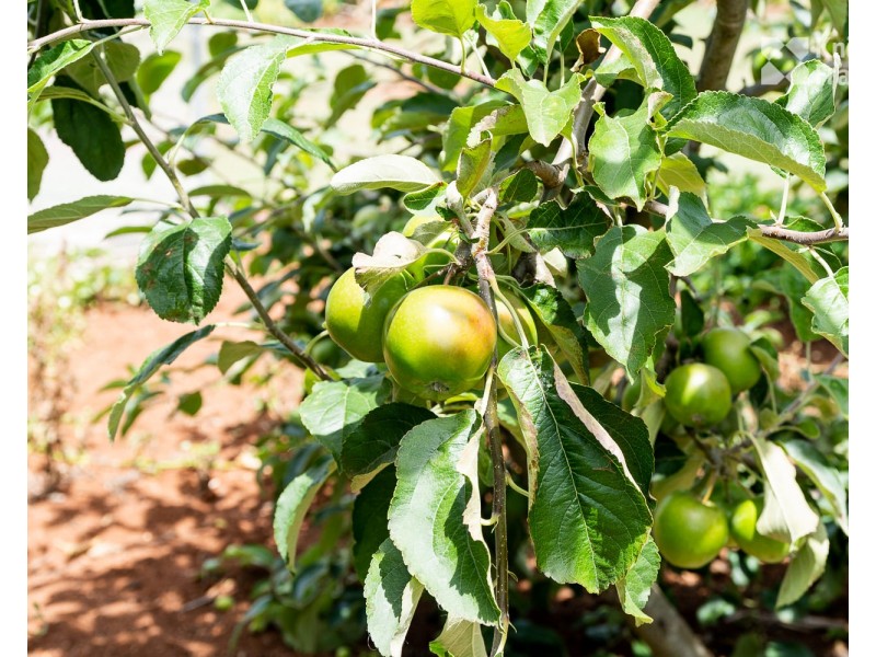 51 West Minstone Road, Scottsdale TAS 7260