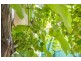 14 Garfield Street, South Launceston TAS 7249