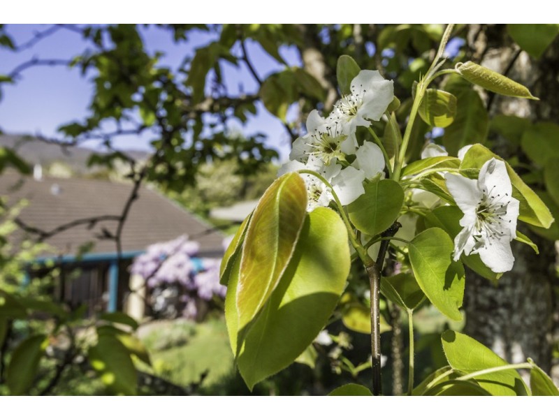 65 Dilston Road, Dilston TAS 7252