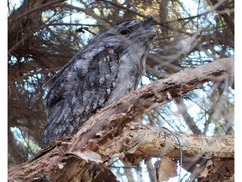 26 Warner Street, Indented Head VIC 3223