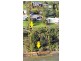 39 Clifton Street, Clifton Springs VIC 3222
