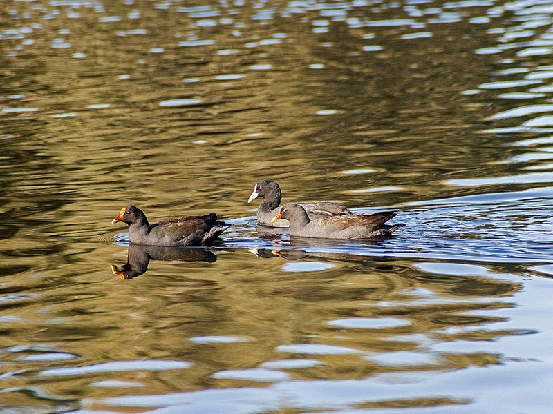 10-14/292 Surrey Road, Kewdale WA 6105