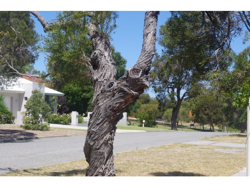 1 Plummer Street, East Victoria Park WA 6101