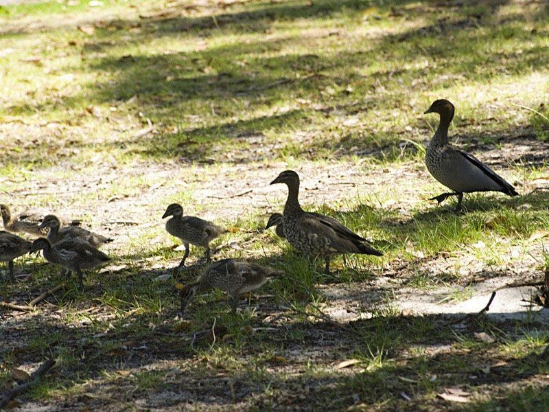 4/30 Mitchell Street, Bentley WA 6102