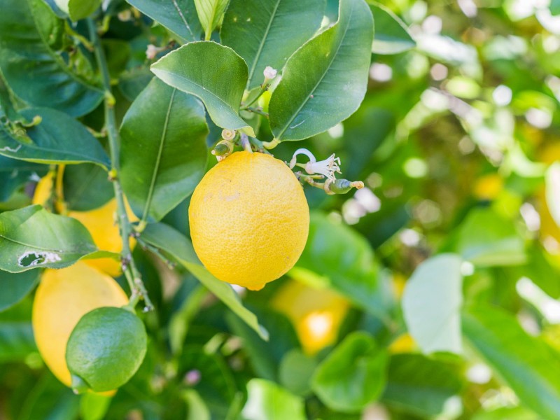 27 Connaught Street, Forrestfield WA 6058