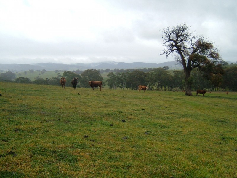 6 panyule, Pyalong VIC 3521