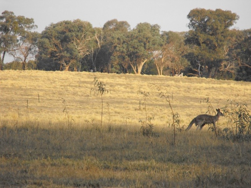 Lot 18 Bush Pea Drive, Seymour VIC 3660