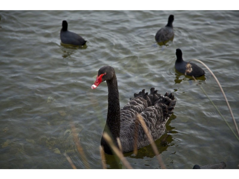 Lot 111 Banksia Drive, Officer VIC 3809